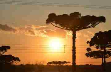  Copel alerta para riscos de acidentes com a rede elétrica na colheita do pinhão